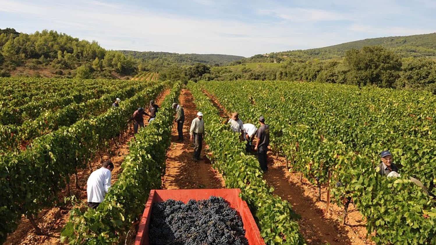 Groupement Foncier viticole Languedoc Roussillon en ligne 2