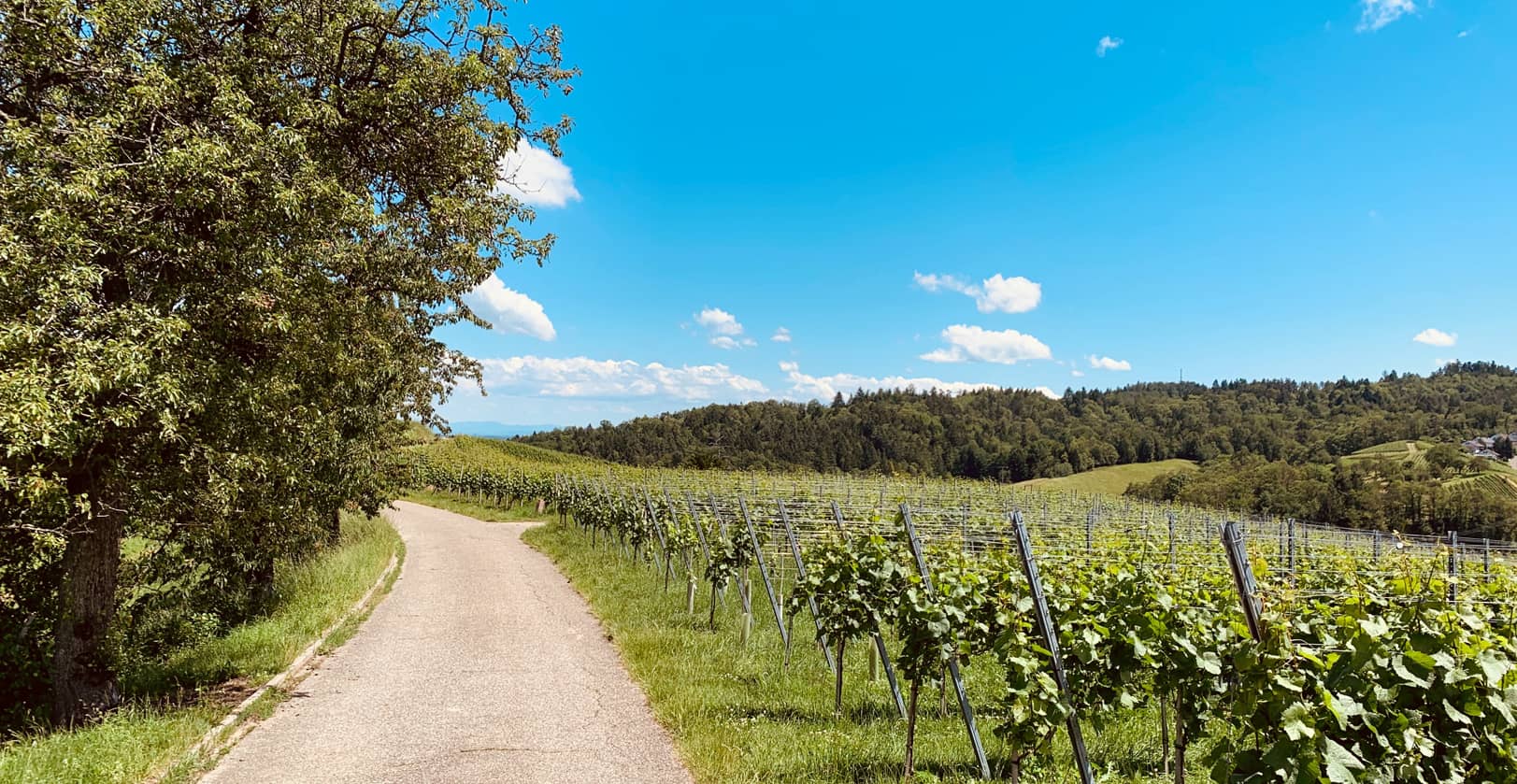 Choisir un placement plaisir entre investir en vigne et foret France (1)