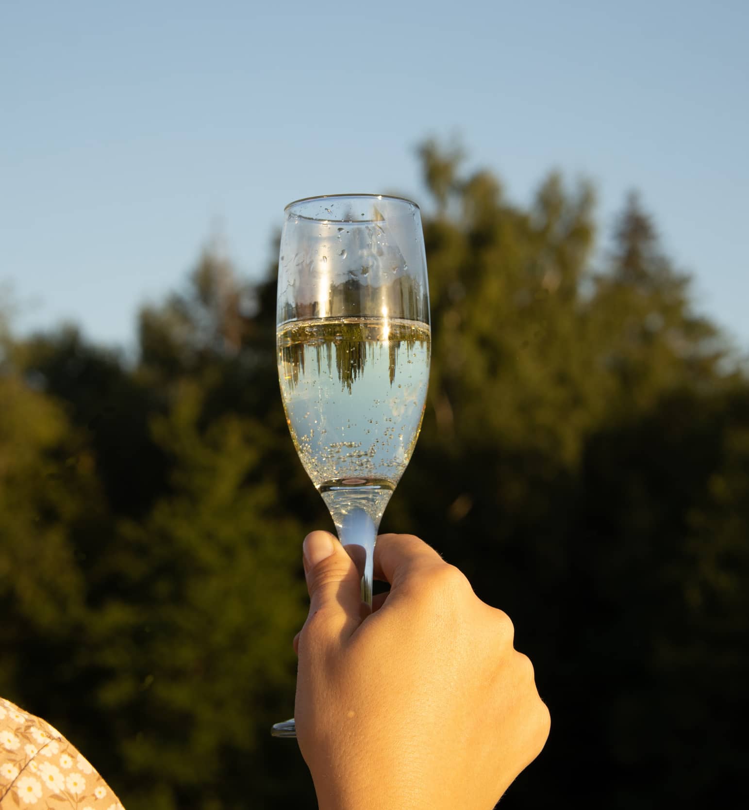 champagne-les-vendanges-2023-sont-lancees-vers-recolte-record-en-volume (1)