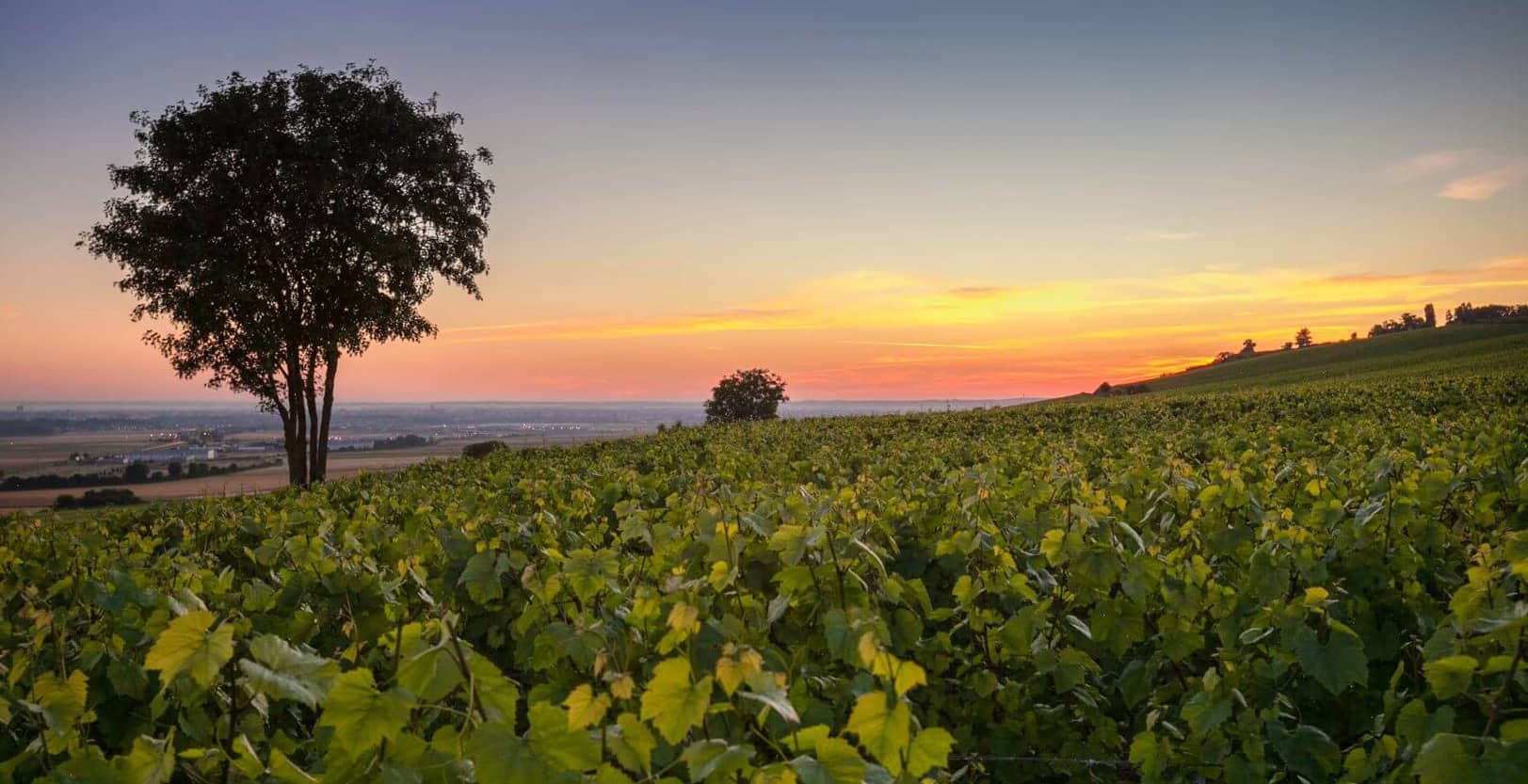 Achat Vignoble Champagne (1)