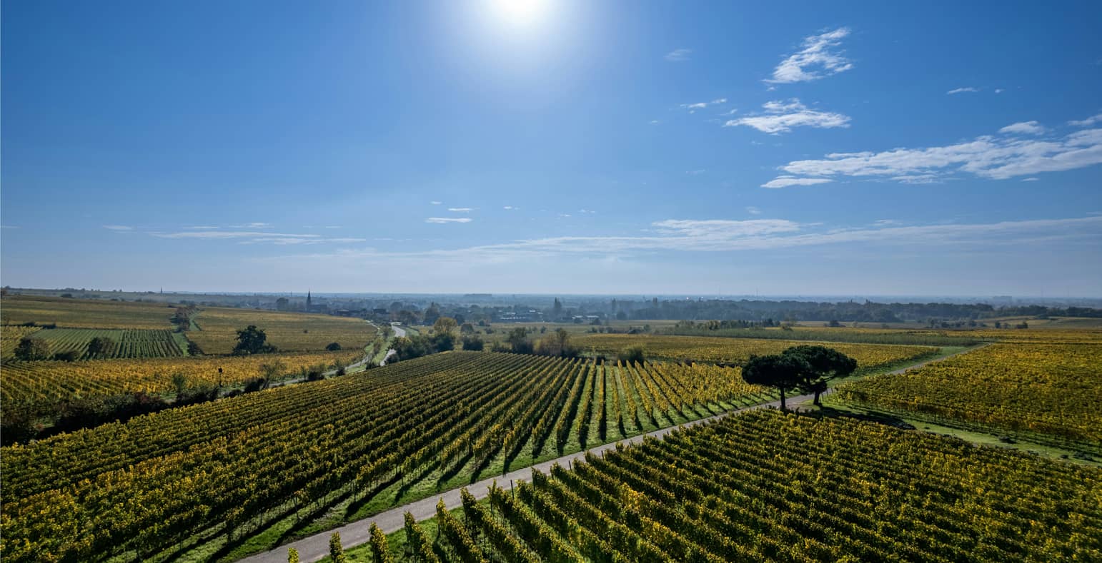 Edouard Binet Expert en cession-acquisition de terres agricoles et parcelles de vigne en France (1)